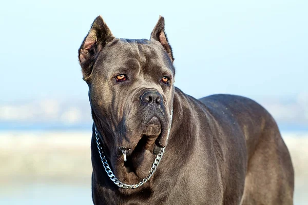 Italienska Cane Corso Hund Utomhus — Stockfoto