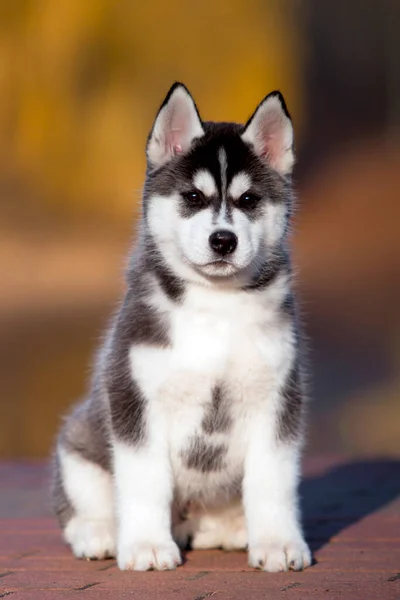 Cachorrinho Husky Preto Branco Livre — Fotografia de Stock