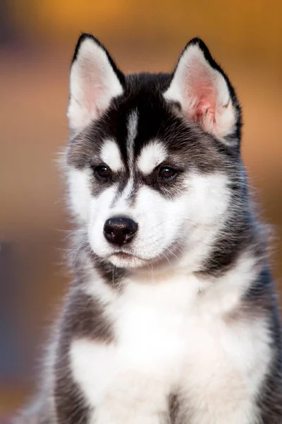 Zwarte Witte Husky Puppy Buiten — Stockfoto