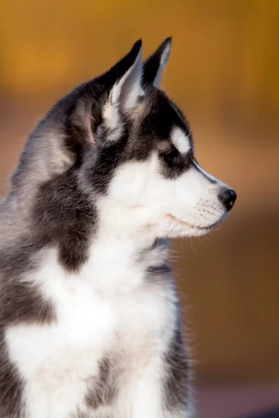 Zwarte Witte Husky Puppy Buiten — Stockfoto