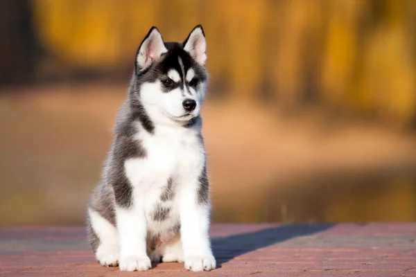 Zwarte Witte Husky Puppy Buiten — Stockfoto