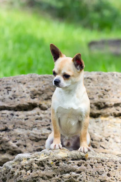 Cute Chihuahua Dog Outdoors — Stock Photo, Image