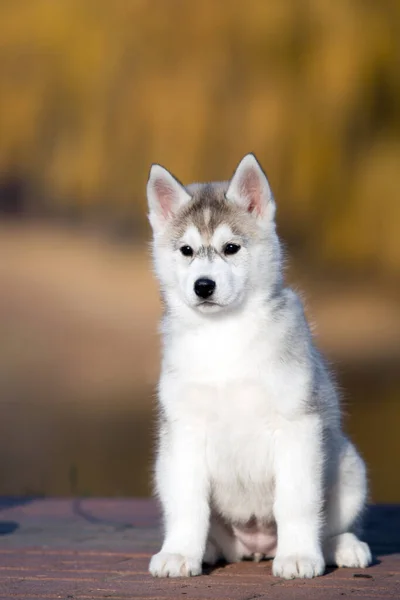 Fehér Husky Kiskutya Szabadban — Stock Fotó