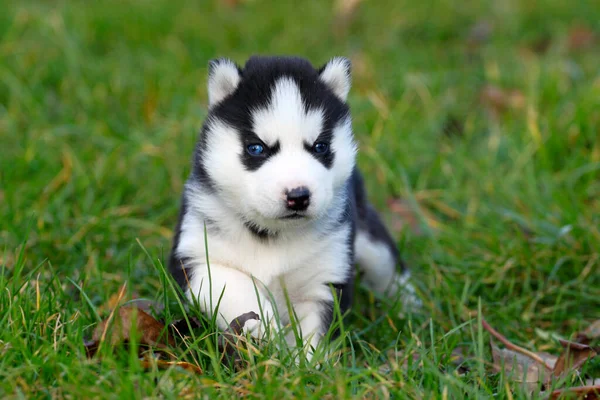 Sibirya Husky Yavrusu Çim — Stok fotoğraf