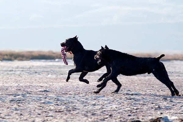 Italské Cane Corso Psi Přírodě — Stock fotografie