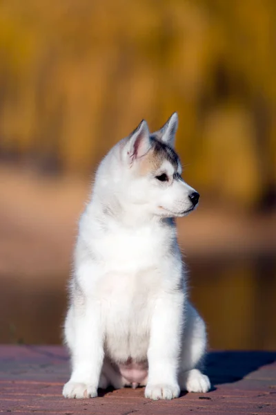 Vit Husky Valp Utomhus — Stockfoto