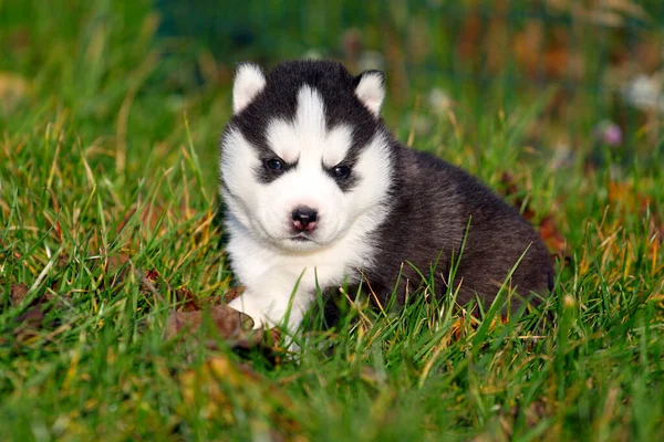 Sibirya Husky Yavrusu Çim — Stok fotoğraf