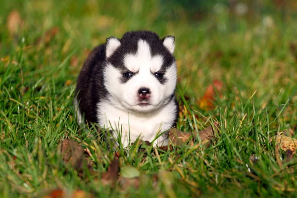 Sibirischer Husky Welpe Gras — Stockfoto