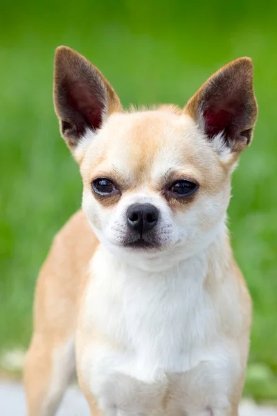 Portrait Cute Chihuahua — Stock Photo, Image