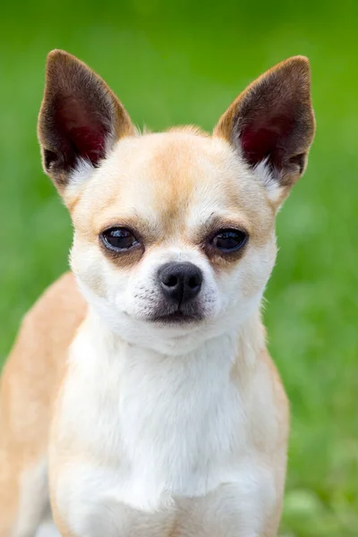 Retrato Chihuahua Bonito — Fotografia de Stock