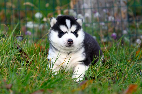 Cachorrinho Husky Siberiano Grama — Fotografia de Stock