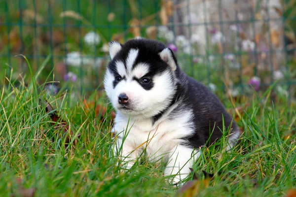 Sibirya Husky Yavrusu Çim — Stok fotoğraf