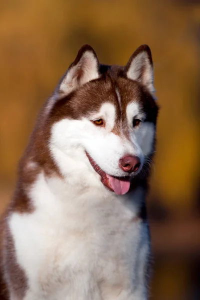 Retrato Husky Siberiano — Fotografia de Stock