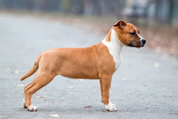American Staffordshire Terrier Outdoors — Stock Photo, Image
