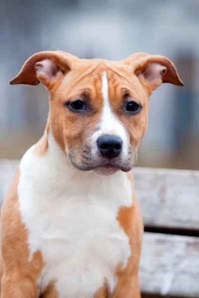 Porträt Eines American Staffordshire Terrier — Stockfoto