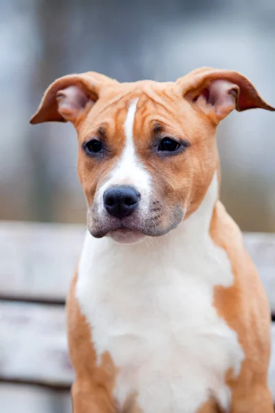 Retrato American Staffordshire Terrier — Fotografia de Stock