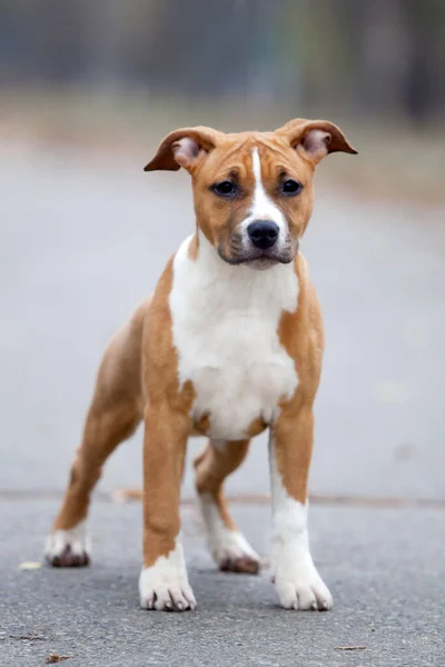 Amerikaanse Staffordshire Terrier Buiten — Stockfoto