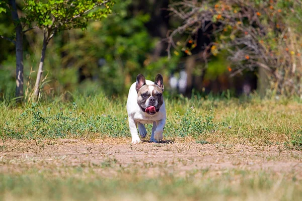 Lindo Francés Bulldog Cachorro Aire Libre —  Fotos de Stock