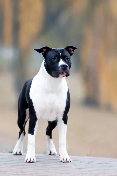 Amerikaanse Staffordshire Terrier Buiten — Stockfoto