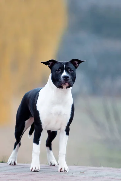 American Staffordshire Terrier outdoors