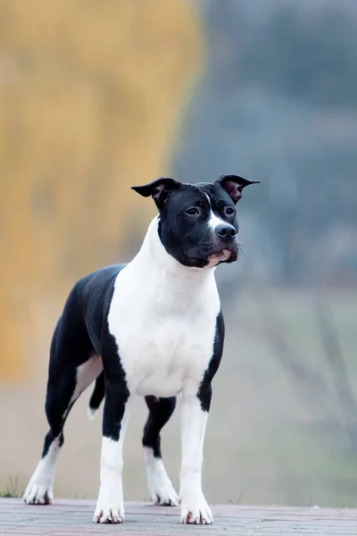 American Staffordshire Terrier Aire Libre —  Fotos de Stock