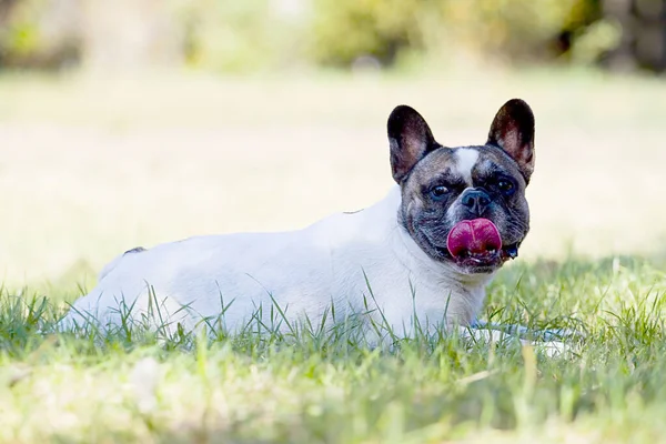 かわいいフランスのブルドッグ子犬屋外 — ストック写真