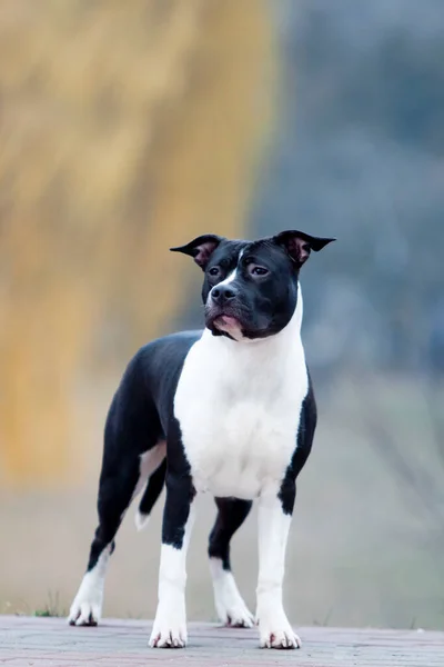 American Staffordshire Terrier Zewnątrz — Zdjęcie stockowe