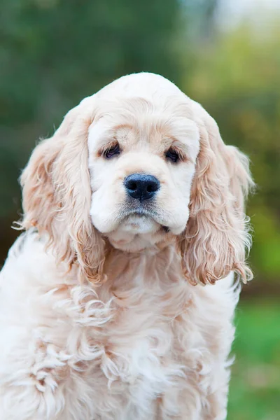 Retrato Cocker Spaniel Americano — Foto de Stock