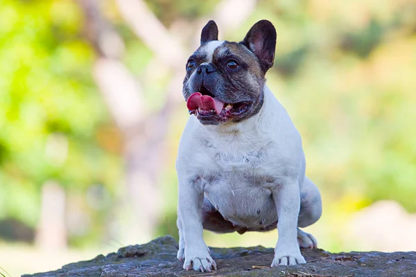 Aranyos Francia Bulldog Kiskutya Szabadban — Stock Fotó