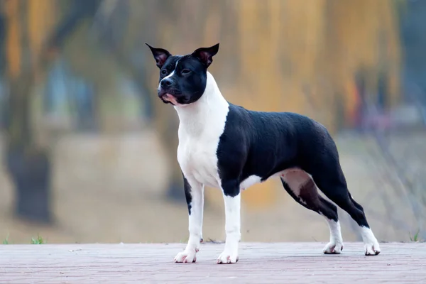 Amerikai Staffordshire Terrier Szabadban — Stock Fotó