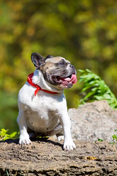 Bonito Cachorro Bulldog Francês Livre — Fotografia de Stock