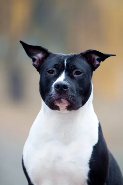 Portret Van Amerikaanse Staffordshire Terrier — Stockfoto