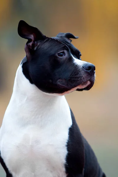 Portré Amerikai Staffordshire Terrier — Stock Fotó