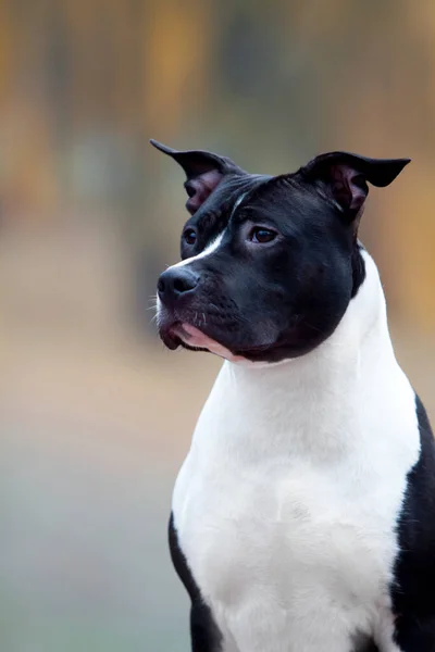 Portret Amerykańskiego Staffordshire Terrier — Zdjęcie stockowe