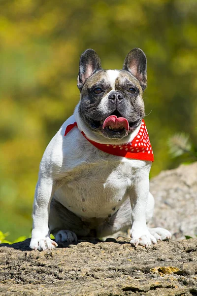 Bonito Cachorro Bulldog Francês Livre — Fotografia de Stock