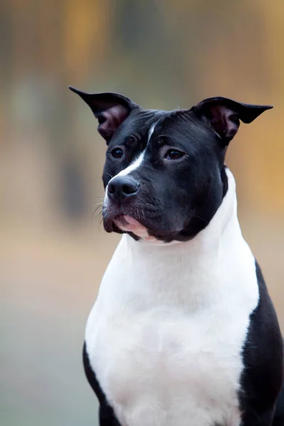Retrato Staffordshire Terrier Americano —  Fotos de Stock