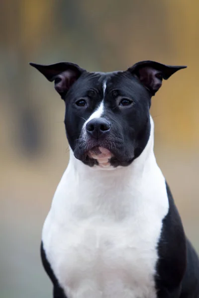 Retrato Staffordshire Terrier Americano —  Fotos de Stock