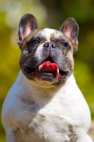 Porträtt Söt Fransk Bulldogg — Stockfoto