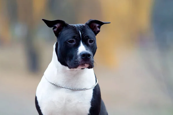 American Staffordshire Terrier All Aperto — Foto Stock