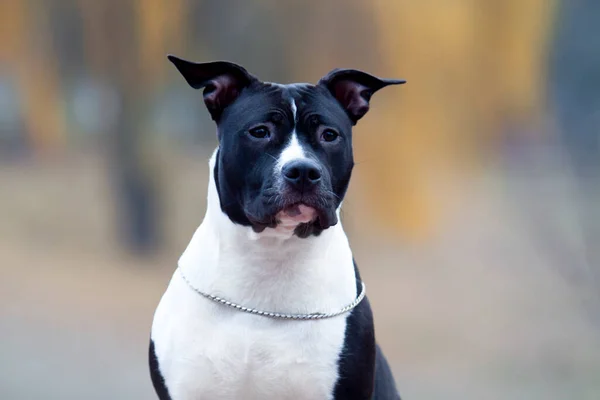 American Staffordshire Terrier — Fotografie, imagine de stoc