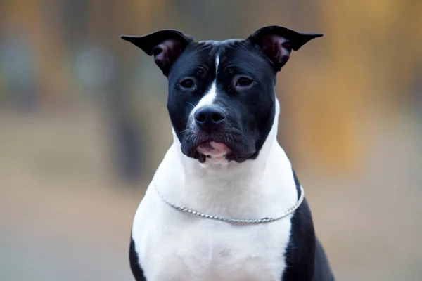 Amerikaanse Staffordshire Terrier Buiten — Stockfoto