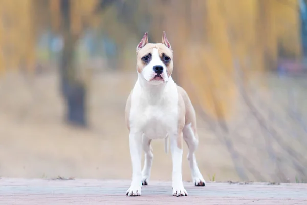 American Staffordshire Terrier Perro Aire Libre — Foto de Stock