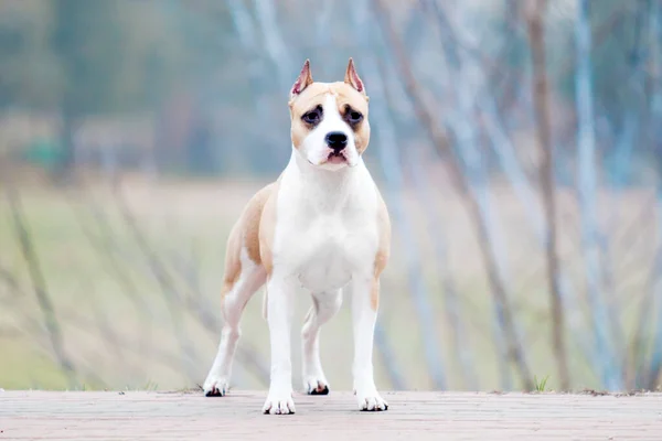 American Staffordshire Terrier Pies Świeżym Powietrzu — Zdjęcie stockowe