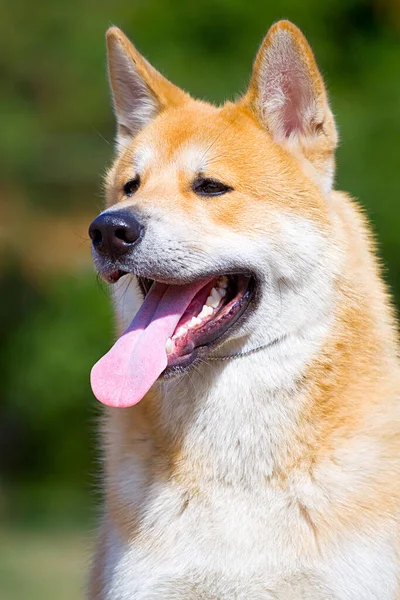Retrato Jovem Cão Akita Inu — Fotografia de Stock