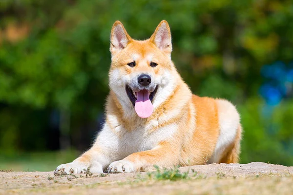 Genç Akita-inu açık hava köpeği.