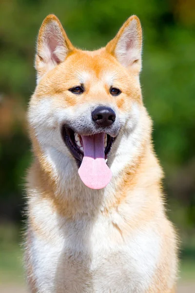 Retrato Jovem Cão Akita Inu — Fotografia de Stock