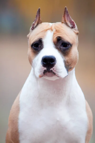 American Staffordshire Terrier Hond Buiten — Stockfoto