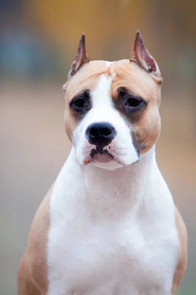 American Staffordshire Terrier Dog Outdoor — Stock Photo, Image