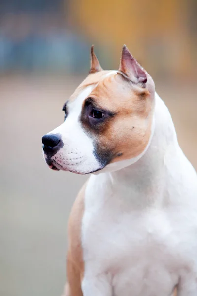 American Staffordshire Terrier Perro Aire Libre —  Fotos de Stock