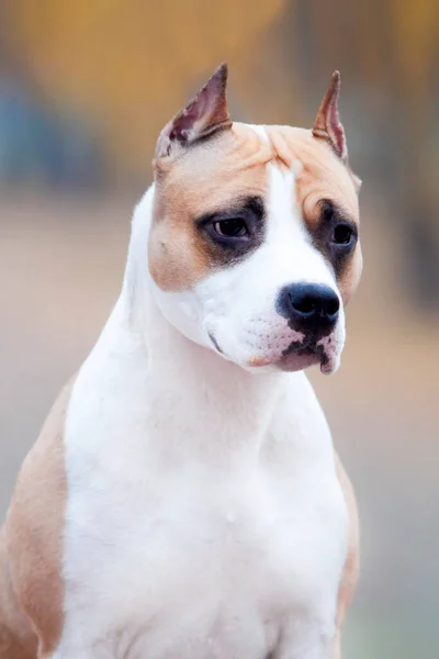 American Staffordshire Terrier Hund Utomhus — Stockfoto